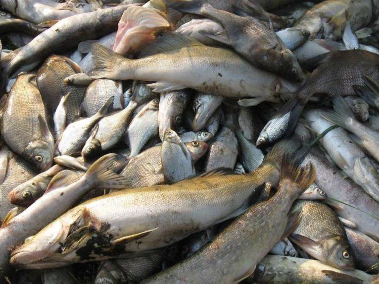 Fischsterben im Lohsaer Silbersee: Gesundheitsamt rät vom Baden ab