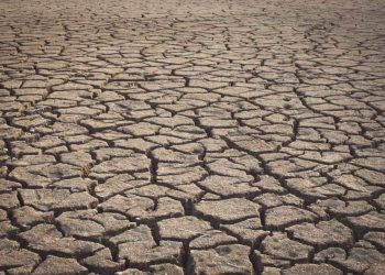 Hitze und Trockenheit: Bürgermeister rufen zum gießen der Bäume auf