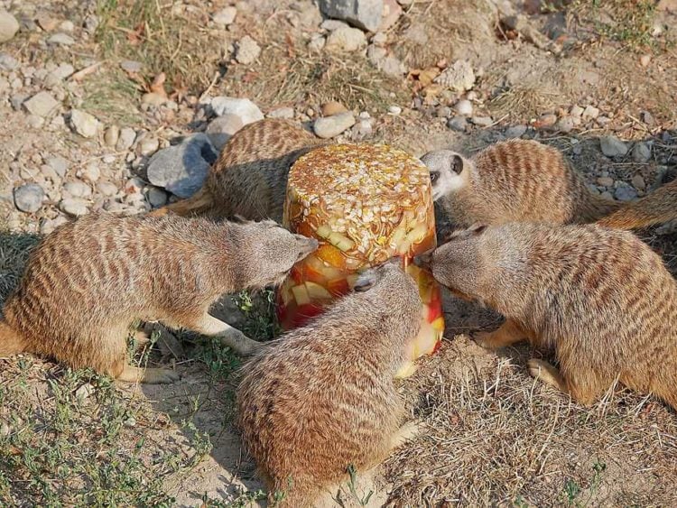 Namensweihe und Eisbombe für Erdmännchen-Nachwuchs