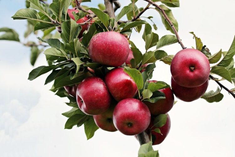 Brandenburgs Apfelanbauer erwarten sehr gute Apfelernte