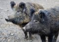 Eisenhüttenstadt: Wildschweinschäden auf der Insel und dem Inselfriedhof