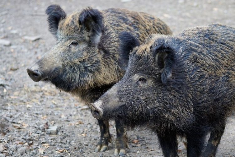 Eisenhüttenstadt: Wildschweinschäden auf der Insel und dem Inselfriedhof