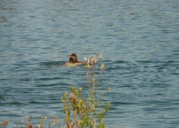 Dahme-Spreewald: Warnung vor Blaualgen in Badegewässern