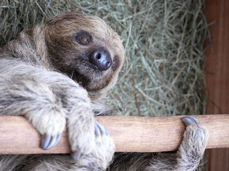 Faultier Carlo hängt jetzt im Zoo Hoyerswerda ab