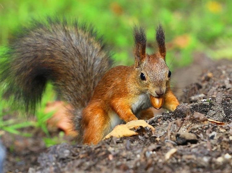 Veranstaltung in Doberlug-Kirchhain: Gesundheitswunder Wald