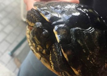 Tierheim Groß Döbbern