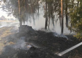 11 Millionen Euro Schaden durch 430 Waldbrände in Brandenburg