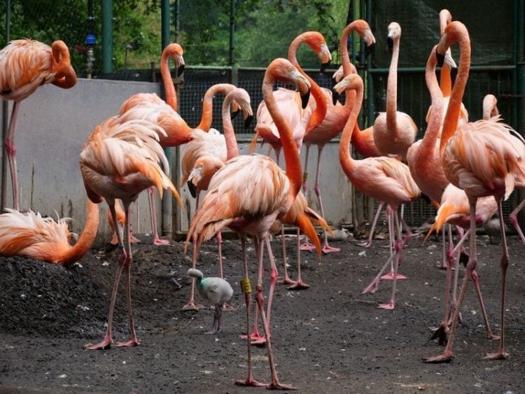 Flamingos