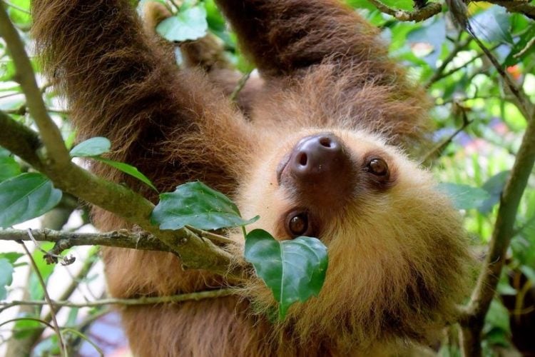 Faultier-Tag im Zoo Hoyerswerda