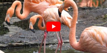 Flamingos