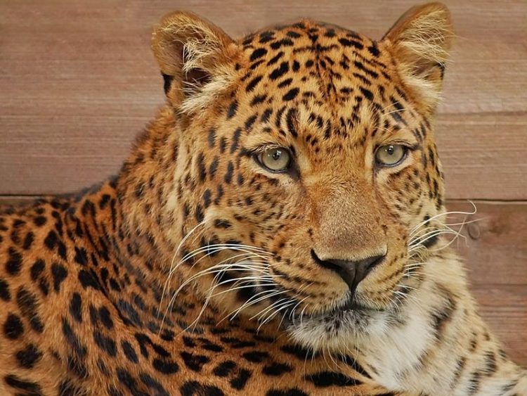 Spendenziel erreicht - Zoo Hoyerswerda kann neue Leopardenanlage bauen