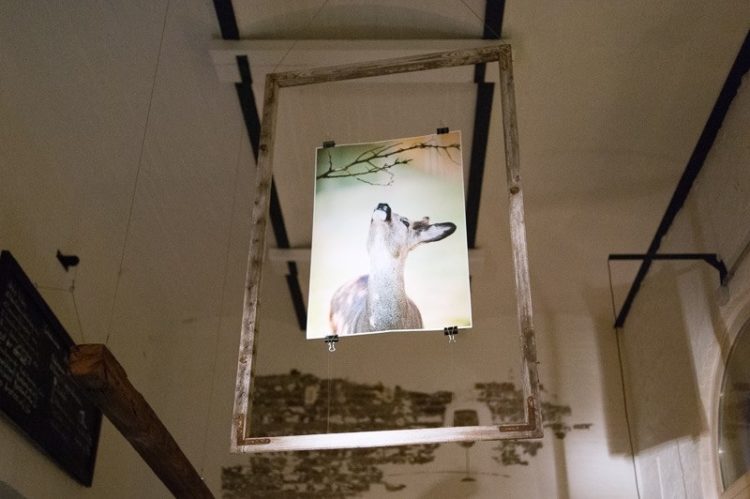 Fotoausstellung bringt 400 Euro für Cottbuser Wildtierauffangstation