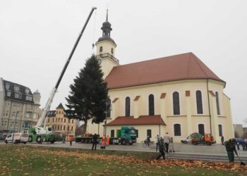 Eine 18 Meter hohe Nordmanntanne für Forst