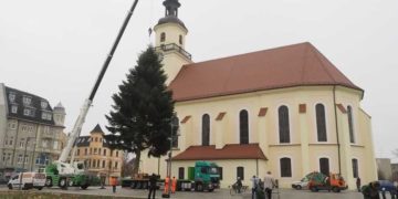 Eine 18 Meter hohe Nordmanntanne für Forst