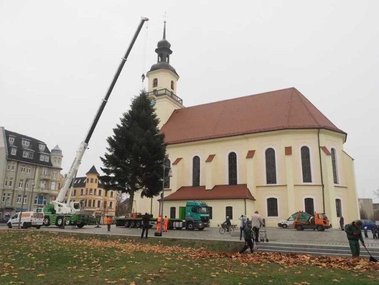 Eine 18 Meter hohe Nordmanntanne für Forst