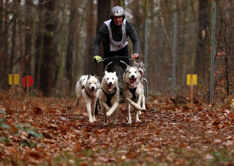 24. Internationales Schlittenhunderennen in der Spremberger Ratsheide