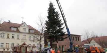 Kolkwitzer Weihnachtsbaum wurde aufgestellt