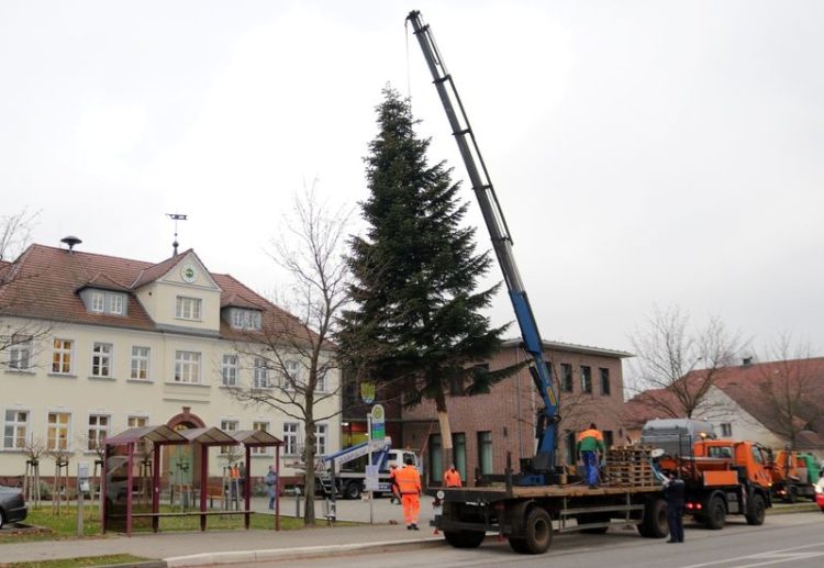 Kolkwitzer Weihnachtsbaum wurde aufgestellt