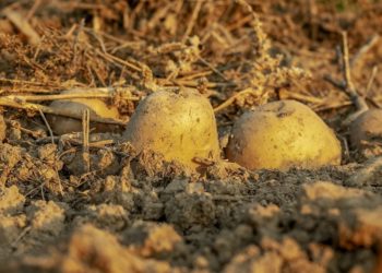 Schlechteste Kartoffelernte seit 1991 in Brandenburg