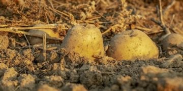 Schlechteste Kartoffelernte seit 1991 in Brandenburg