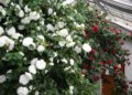 20. Kamelienblüte in Königsbrück