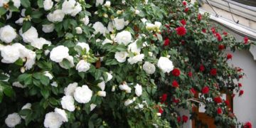 20. Kamelienblüte in Königsbrück