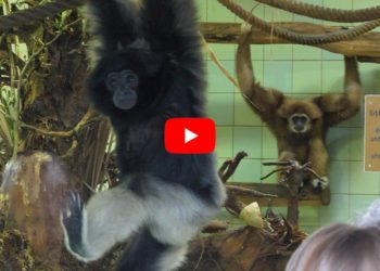 Gibbons im Cottbuser Tierpark