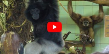 Gibbons im Cottbuser Tierpark