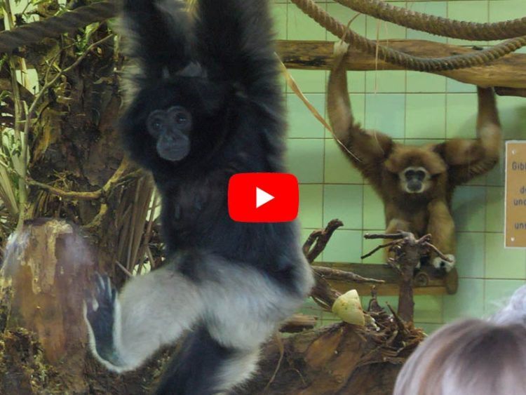 Gibbons im Cottbuser Tierpark