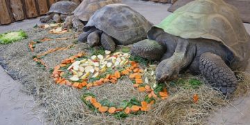 Zoo Hoyerswerda