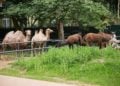 Warmer Februar: Rekordwochenende in Zoo und Schloss Hoyerswerda