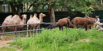 Warmer Februar: Rekordwochenende in Zoo und Schloss Hoyerswerda