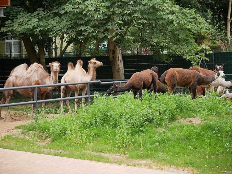 Warmer Februar: Rekordwochenende in Zoo und Schloss Hoyerswerda