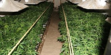 Cannabisanlage entdeckt. Drogenhändler aus Schwarzheide festgenommen