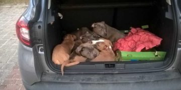 Zehn Hundewelpen in Pkw bei Frankfurt Oder entdeckt