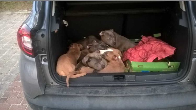 Zehn Hundewelpen in Pkw bei Frankfurt Oder entdeckt