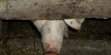Betreiber der Schweinemastanlage in Tornitz muss Güllebehälter sanieren