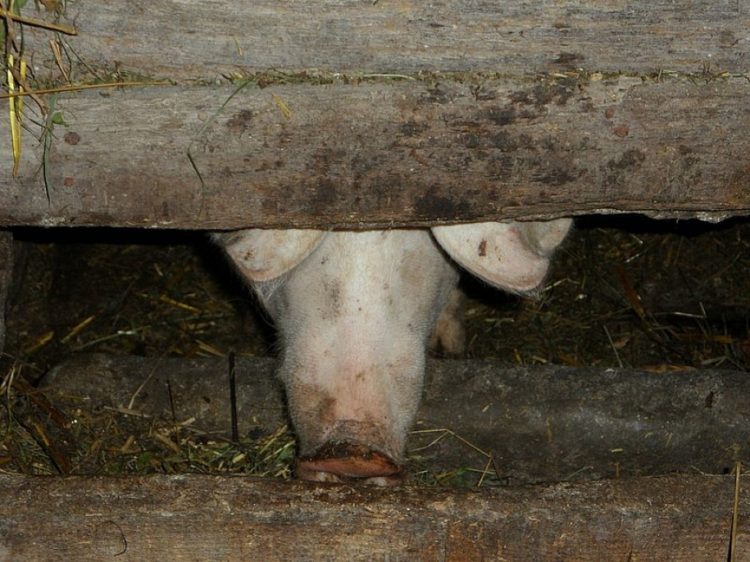 Betreiber der Schweinemastanlage in Tornitz muss Güllebehälter sanieren