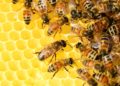 Sperrzone: Bienenkrankheit „Amerikanische Faulbrut“ in Schönefeld nachgewiesen