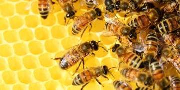 Sperrzone: Bienenkrankheit „Amerikanische Faulbrut“ in Schönefeld nachgewiesen