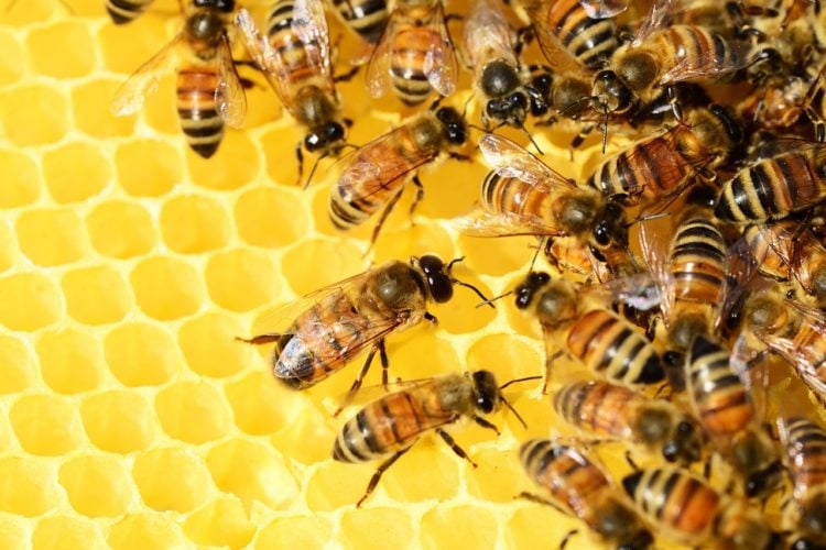 Sperrzone: Bienenkrankheit „Amerikanische Faulbrut“ in Schönefeld nachgewiesen