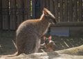 Sechsfacher Känguru-Nachwuchs im Zoo Hoyerswerda