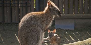 Sechsfacher Känguru-Nachwuchs im Zoo Hoyerswerda