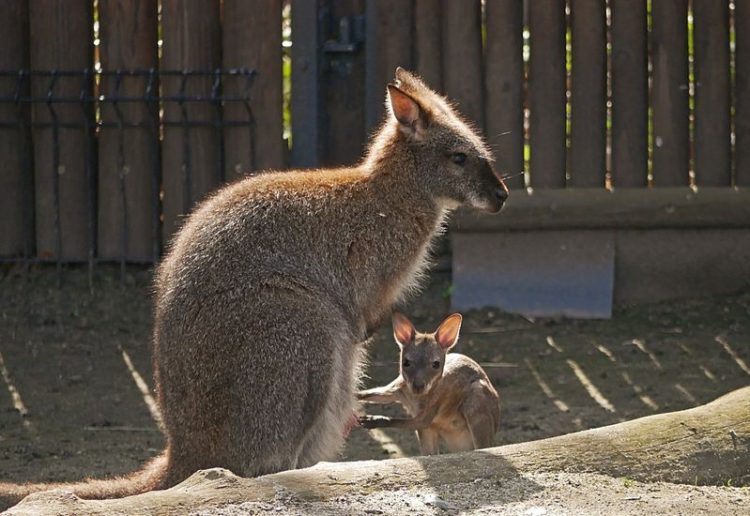 Sechsfacher Känguru-Nachwuchs im Zoo Hoyerswerda