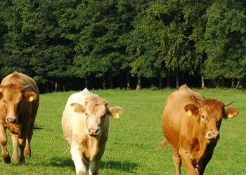 www.soziale-landwirtschaft.de