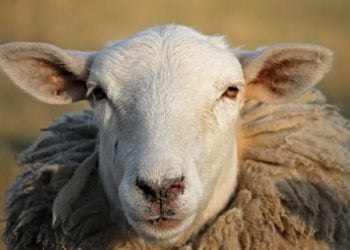 Risiko für Tierseuche „Blauzungenkrankheit“ steigt in Dahme-Spreewald