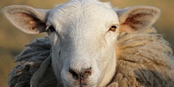 Risiko für Tierseuche „Blauzungenkrankheit“ steigt in Dahme-Spreewald