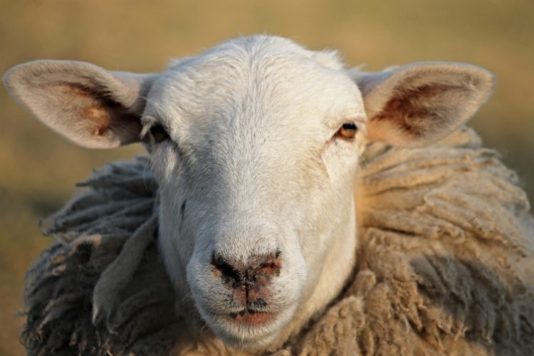 Risiko für Tierseuche „Blauzungenkrankheit“ steigt in Dahme-Spreewald