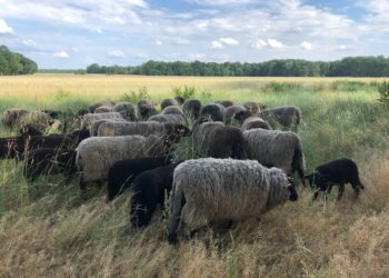 Stiftung Park & Schloss Branitz