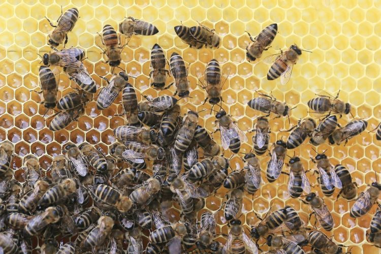 Sperrbezirk ausgeweitet. Bienenseuche breitet sich in LDS aus